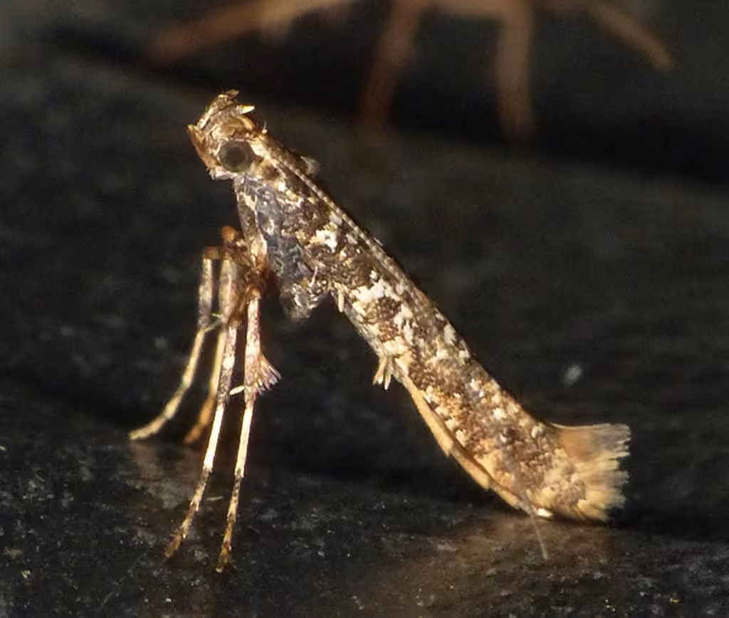 Cherry Leafroller Moth