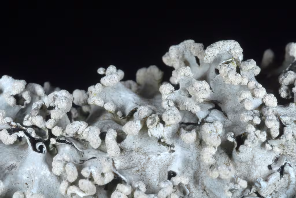 Black Sheet Lichen