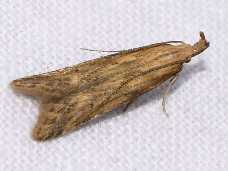 Burdock Seedhead Moth, photo 3 of 5