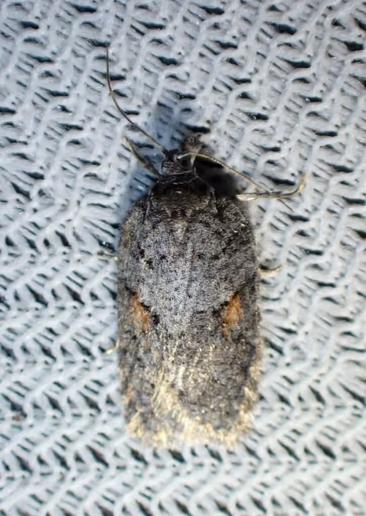Acleris hudsoniana, Adulte
