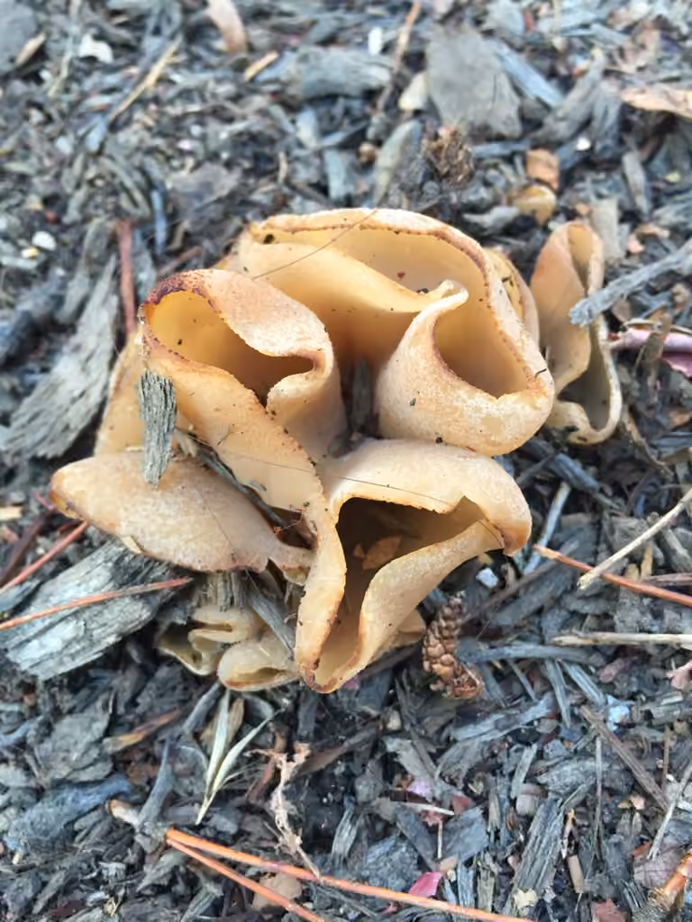 Blistered Cup, photo 2 of 5