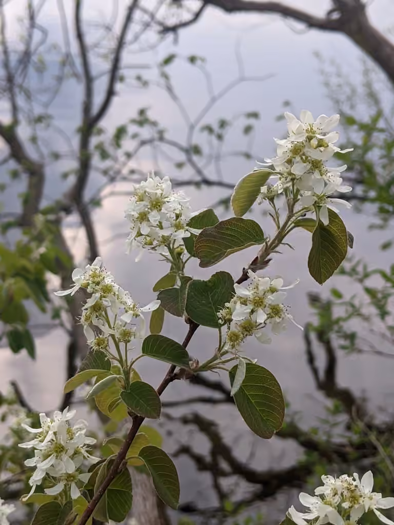 Low serviceberry, In flower