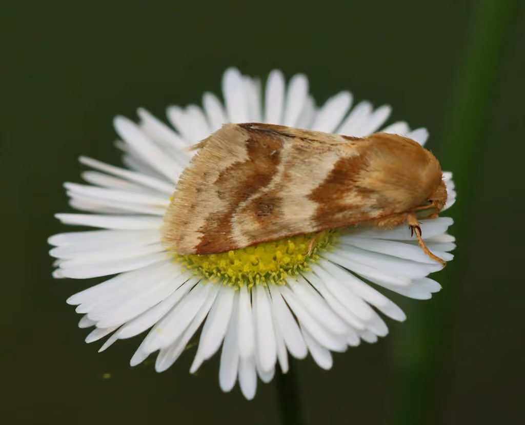 Erigeron Flower Moth, Adulte