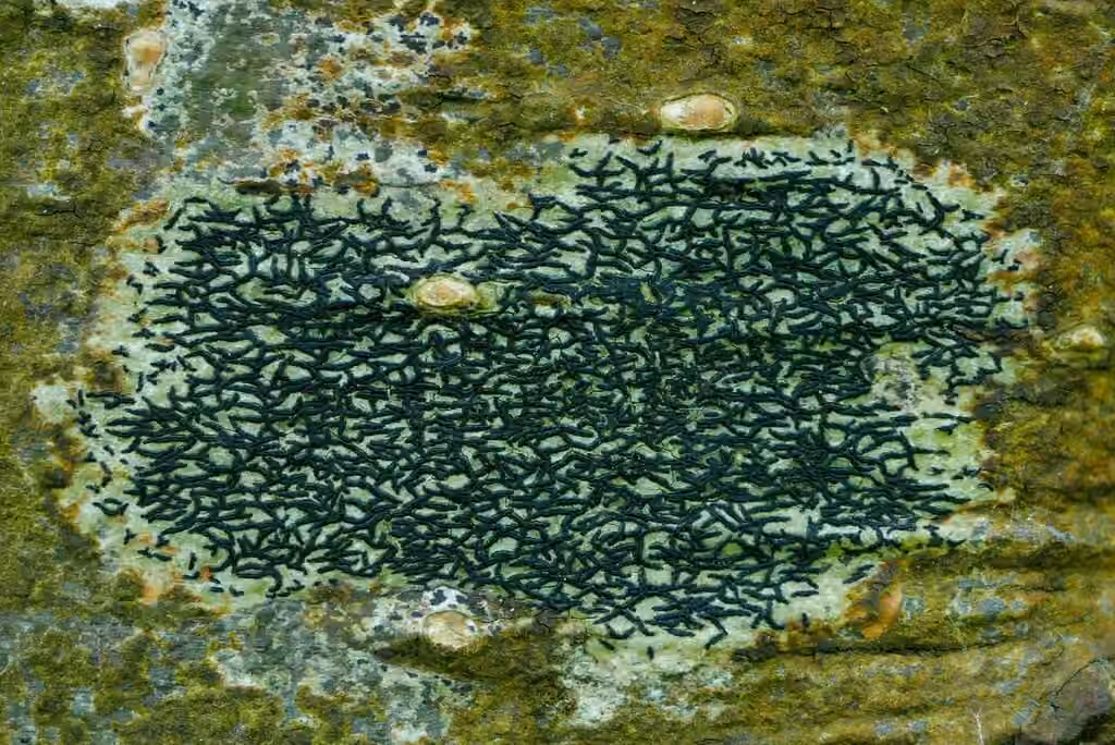 Lichen glyphe noir, photo 3 sur 5