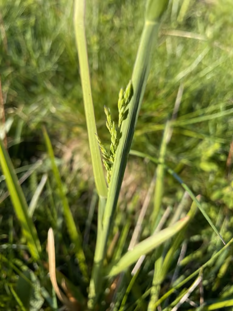 Broad-leaved Meadow-grass, photo 1 of 3