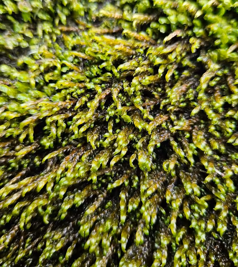 Claw Brook-moss, photo 1 of 5