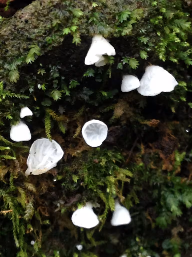Veined Mossear, photo 2 sur 5