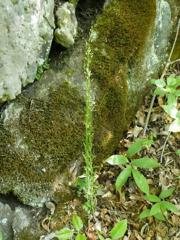 Arabette à siliques rapprochées, En fleurs