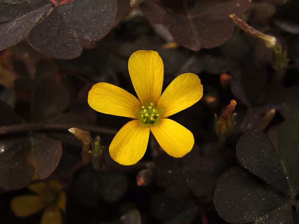 Oxalide cornue