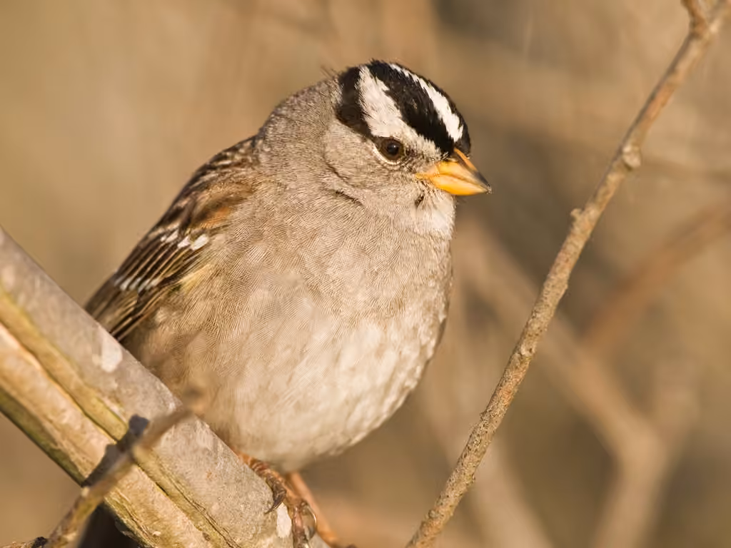 White-crowned Sparrow, photo 1 of 5