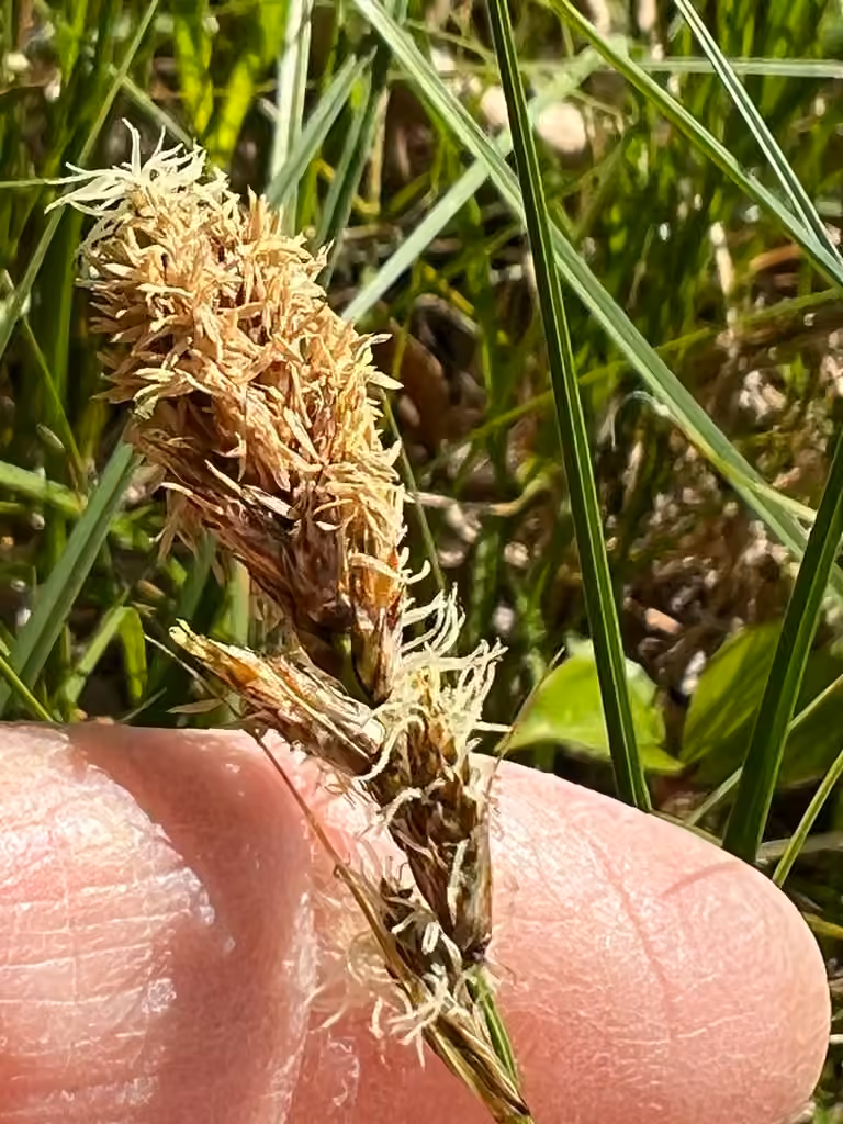 Carex distique, photo 3 sur 3