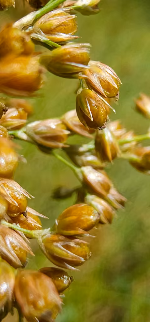 Common rush, In fruit