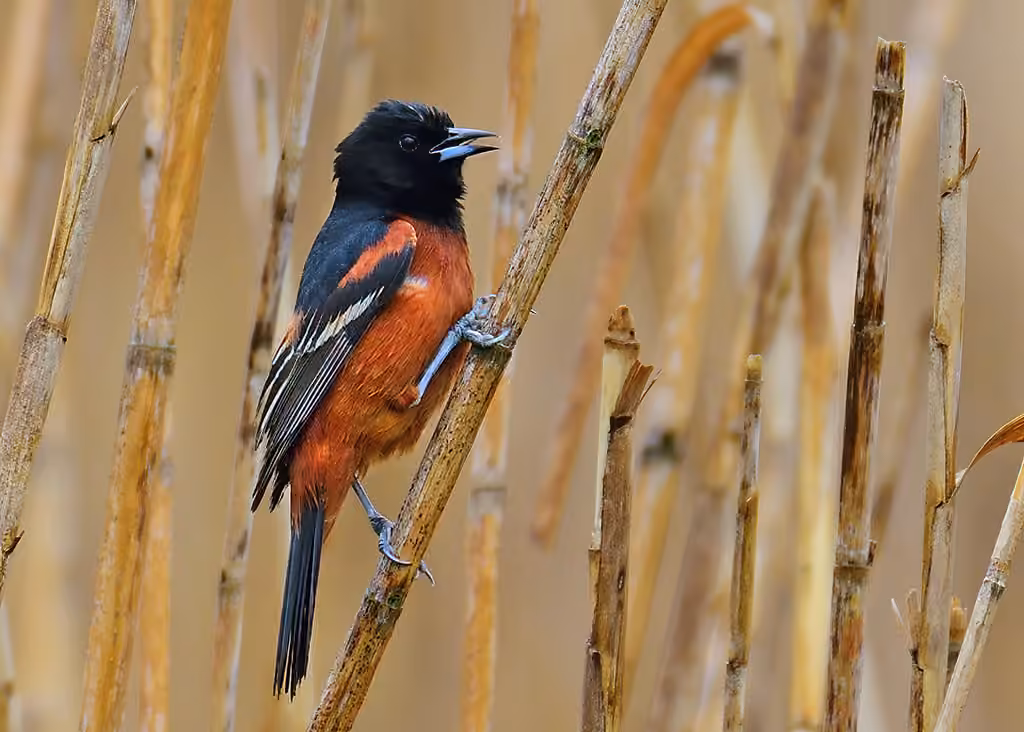 Oriole des vergers, Mâle