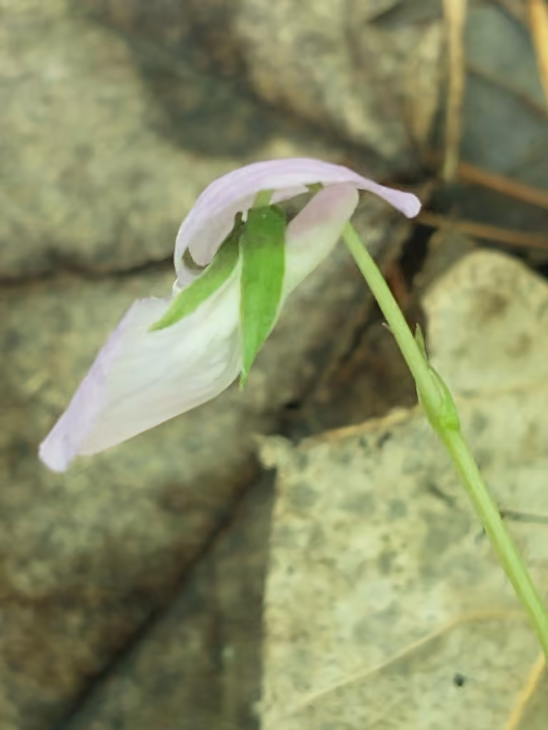 Violette du Labrador