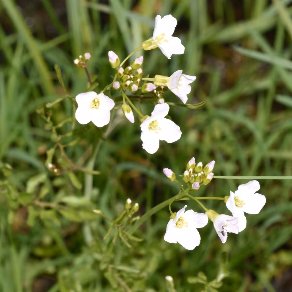 Cardamine dentée, En fleurs