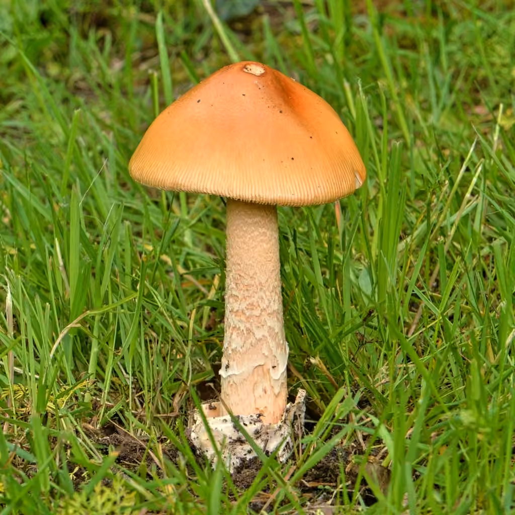 Orange Grisette, photo 1 of 5