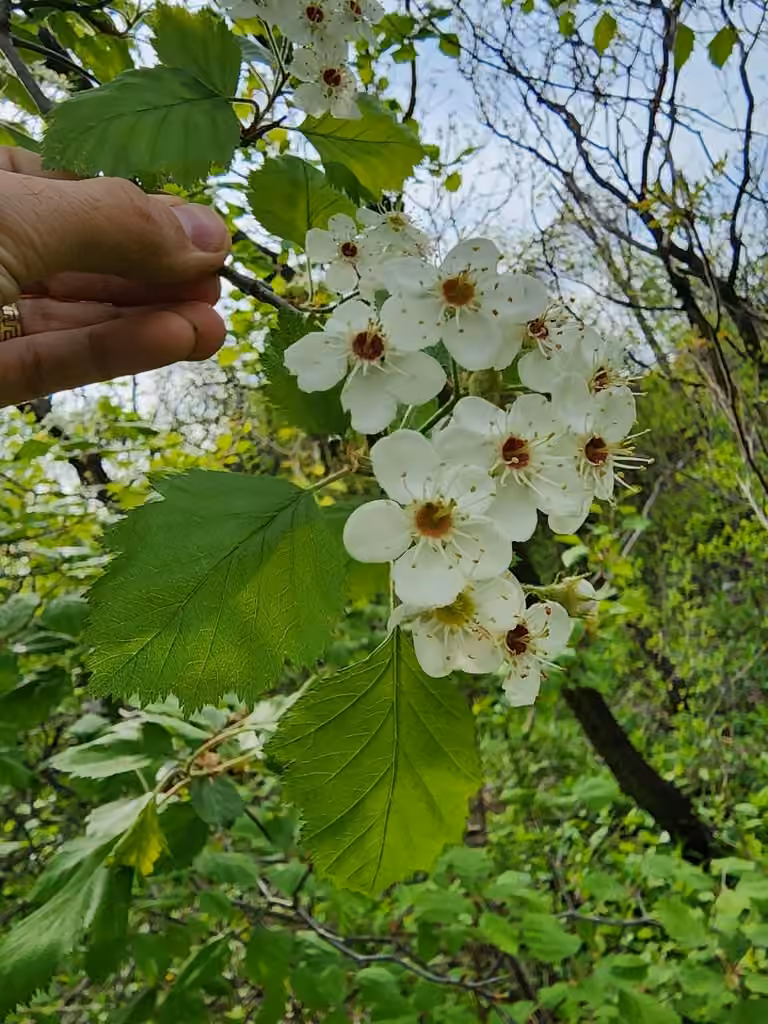 Canadian hawthorn, In flower