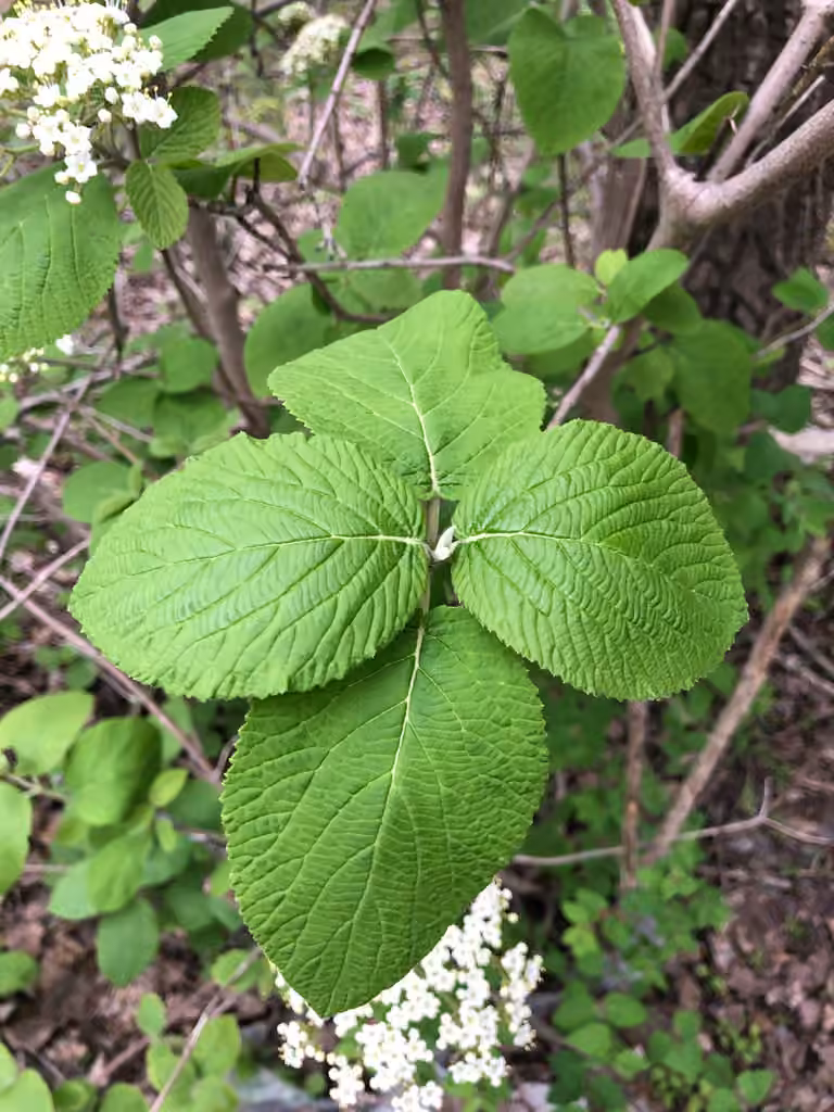 Viorne mancienne, En fleurs