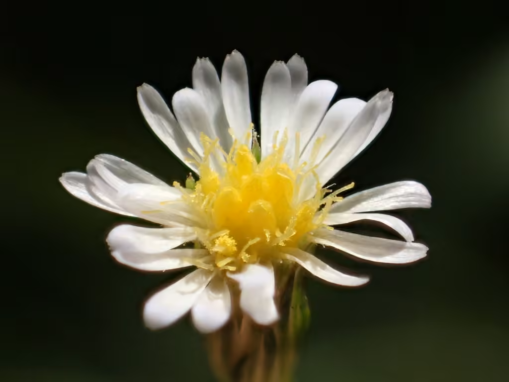 annual saltmarsh aster, photo 1 of 5