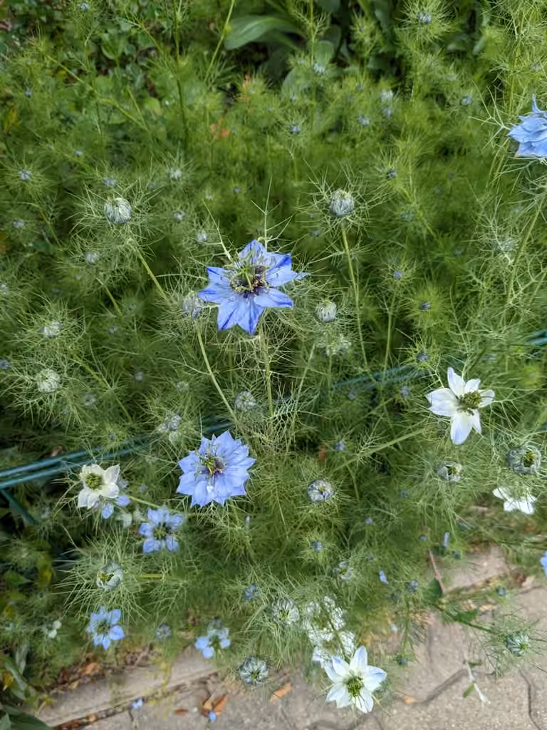 Nigelle de Damas, En fleurs