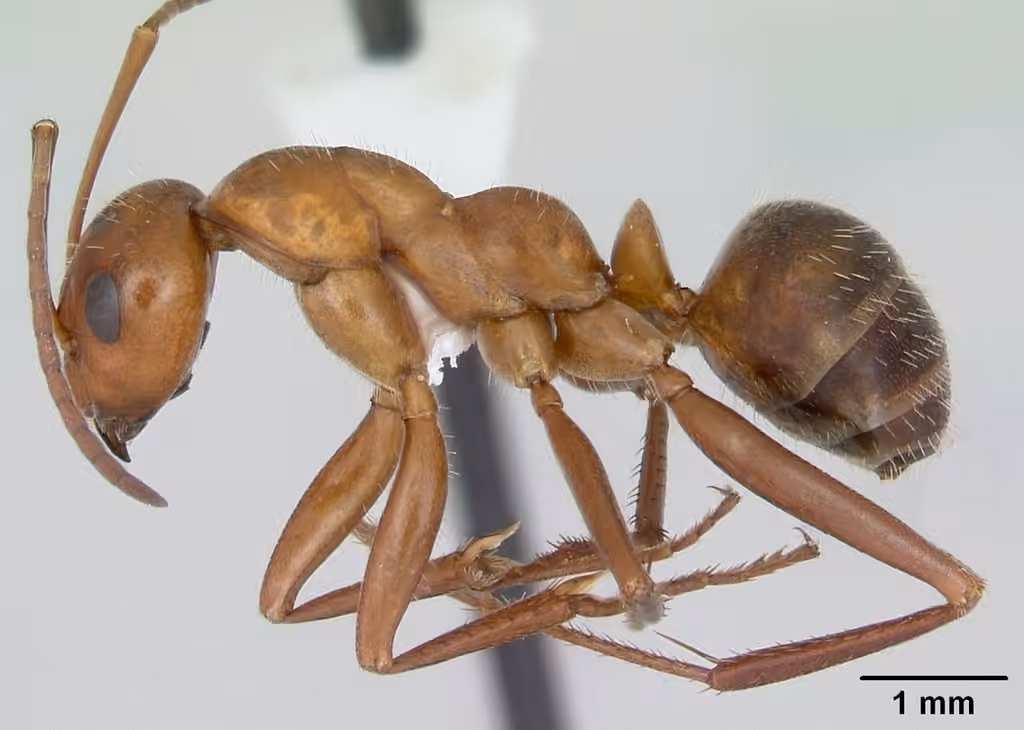 Uncertain Field Ant, photo 3 of 5