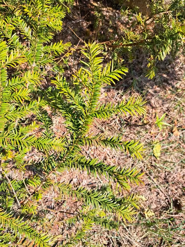 Canada yew, photo 3 of 5