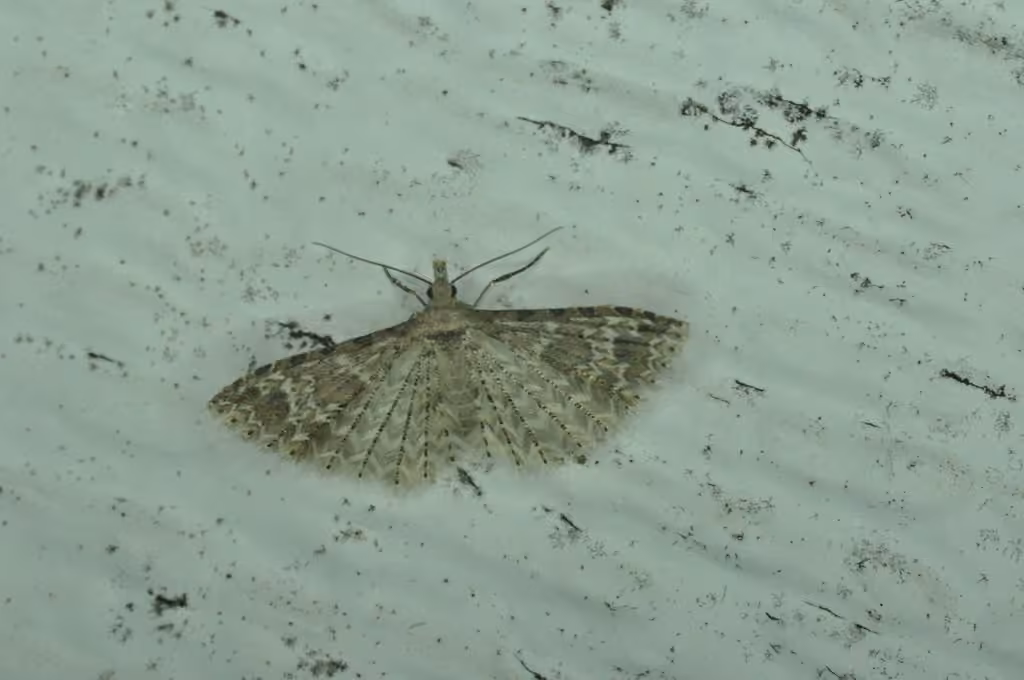 Montana Six-plume Moth, Adult