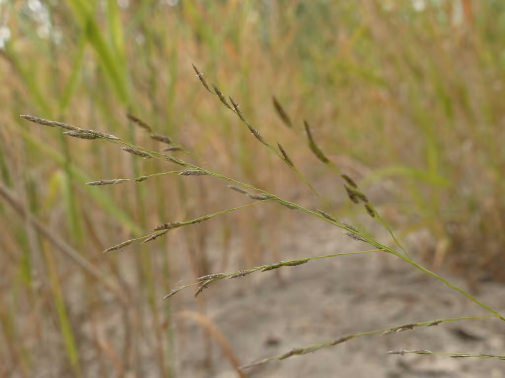 Tufted lovegrass