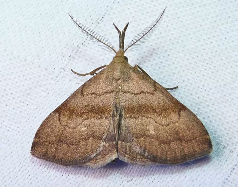 Pale Phalaenostola Moth, photo 1 sur 5