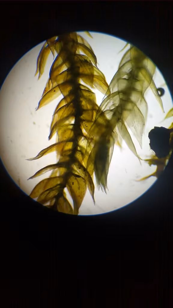 Velvet Feather-moss, photo 2 of 5
