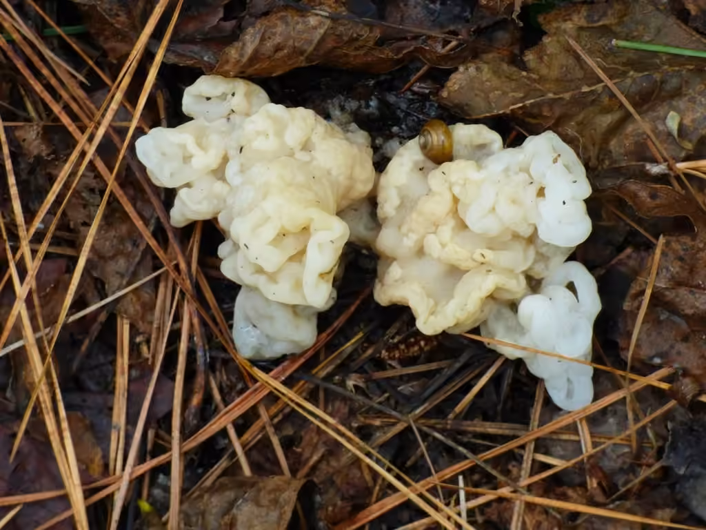 Helvellosebacina concrescens