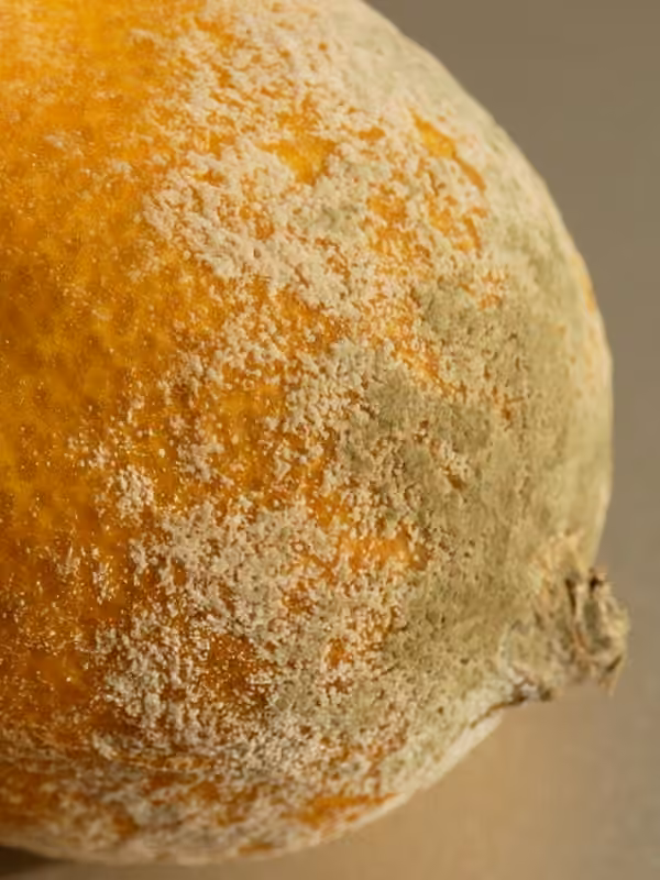 Citrus green mold, photo 2 of 5