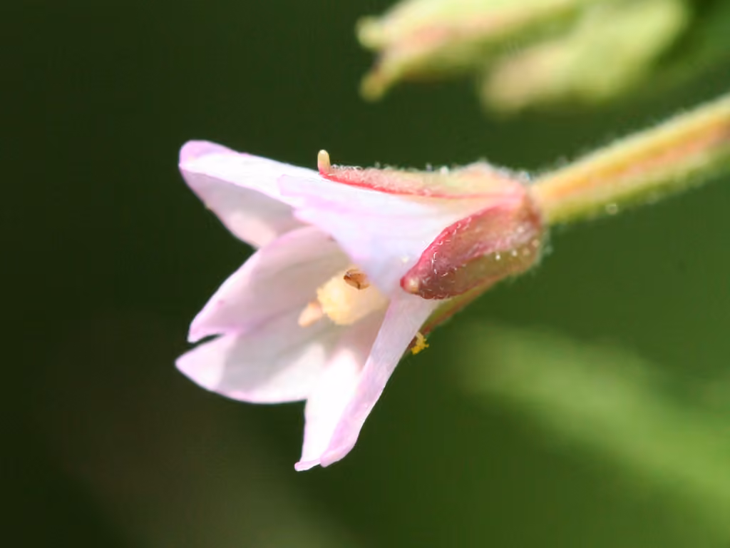 Purpleleaf willowherb
