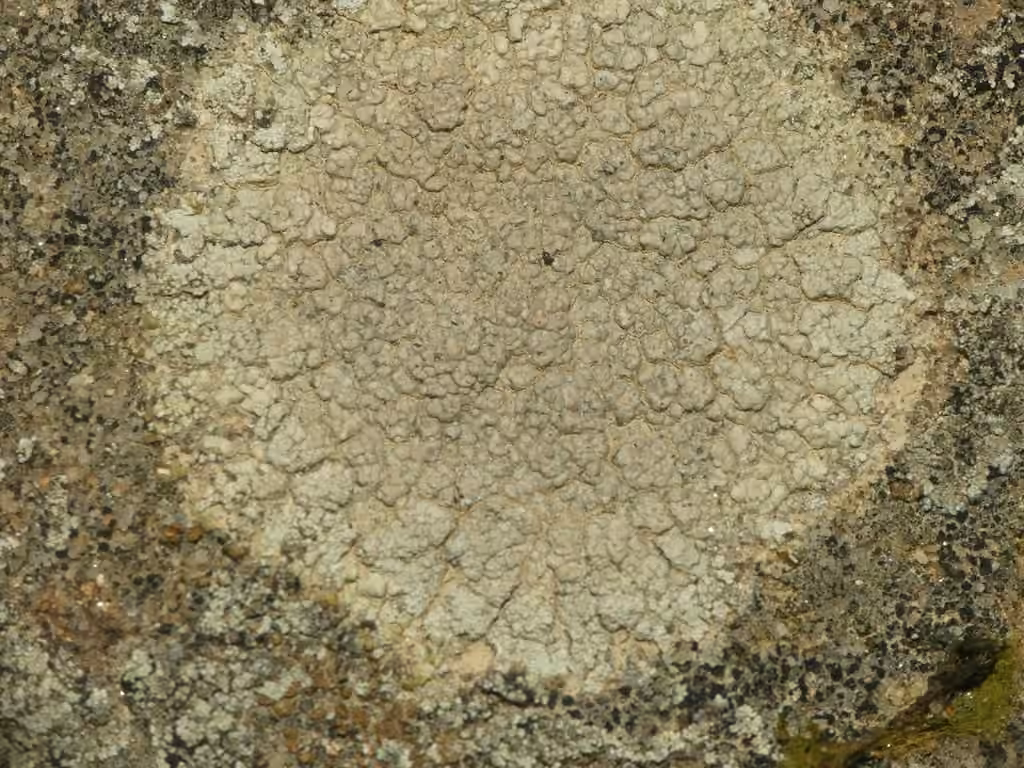 Diploschiste rocailleux, photo 2 sur 5
