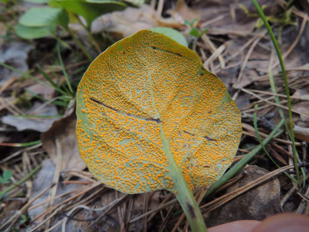 Pyrola Rust