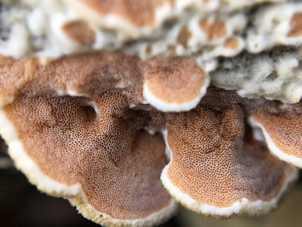 Polypore bicolore