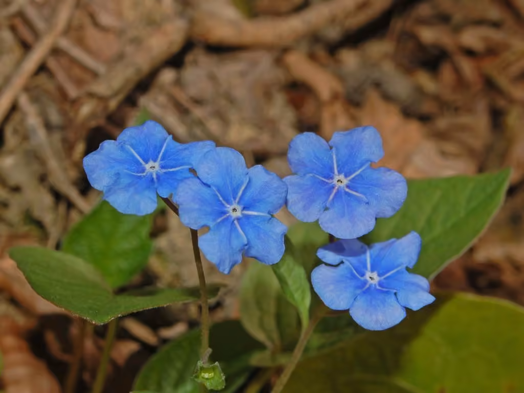 Omphalodès du printemps, photo 1 sur 5