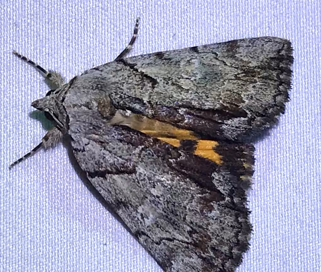 Praeclara Underwing Moth, Adult