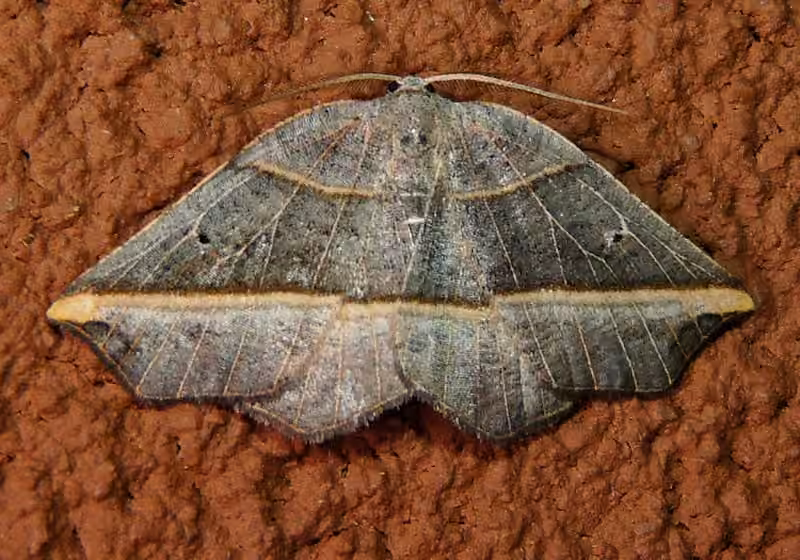 Dark Metanema Moth, photo 2 sur 5