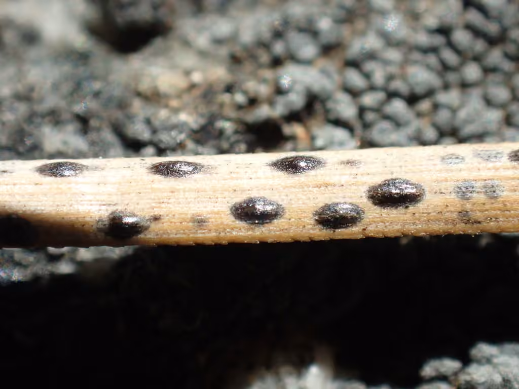 Rouge cryptogamique des pins, photo 3 sur 5