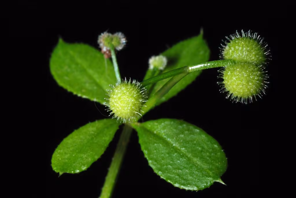 Cleavers, In flower