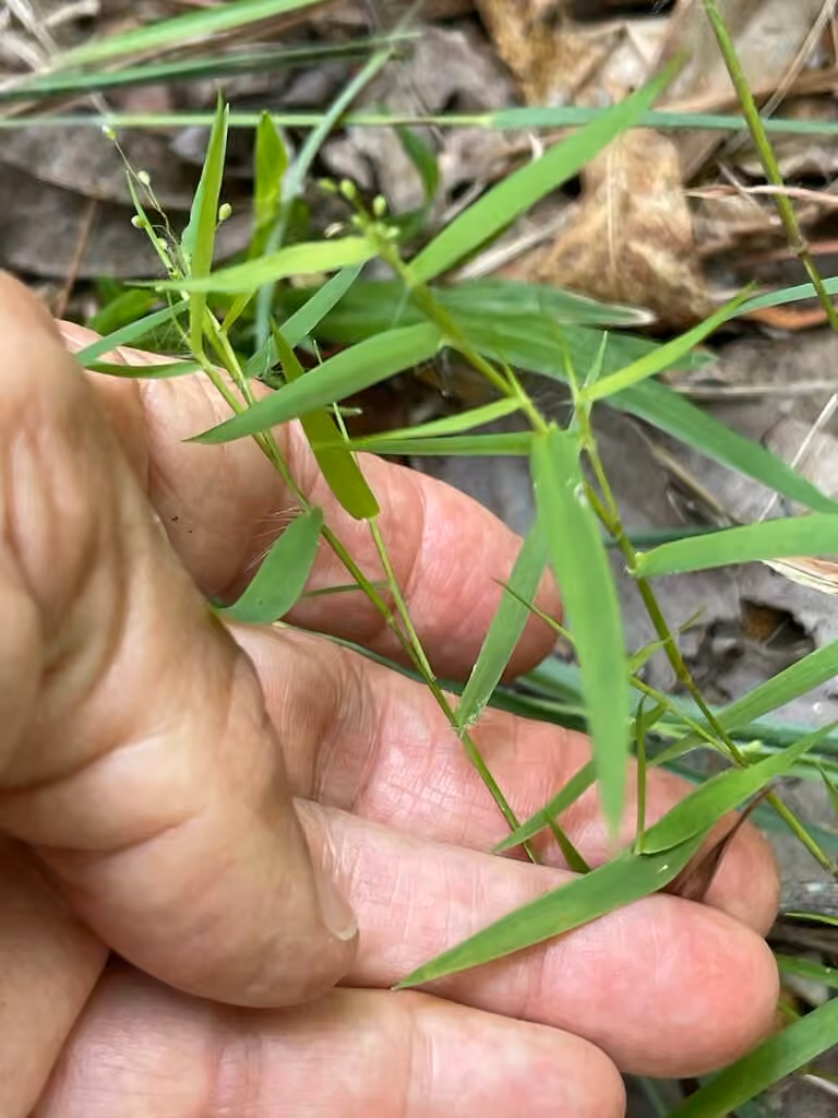 Lindheimer panicgrass, In flower