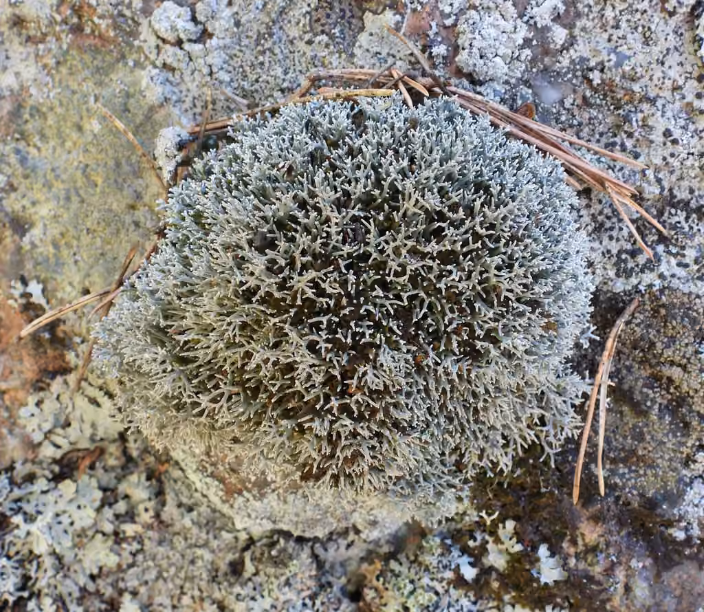 Ball-tip lichen, photo 1 of 5