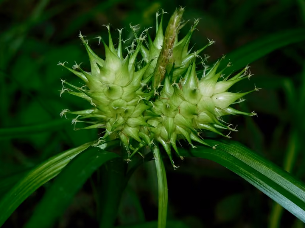Carex houblon