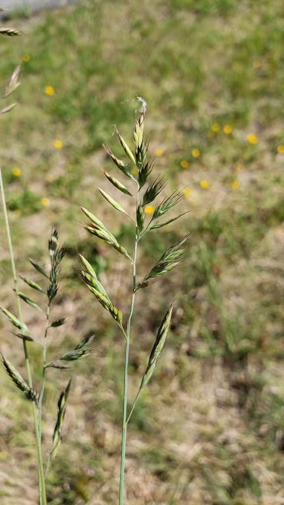 Hard fescue, photo 3 of 5