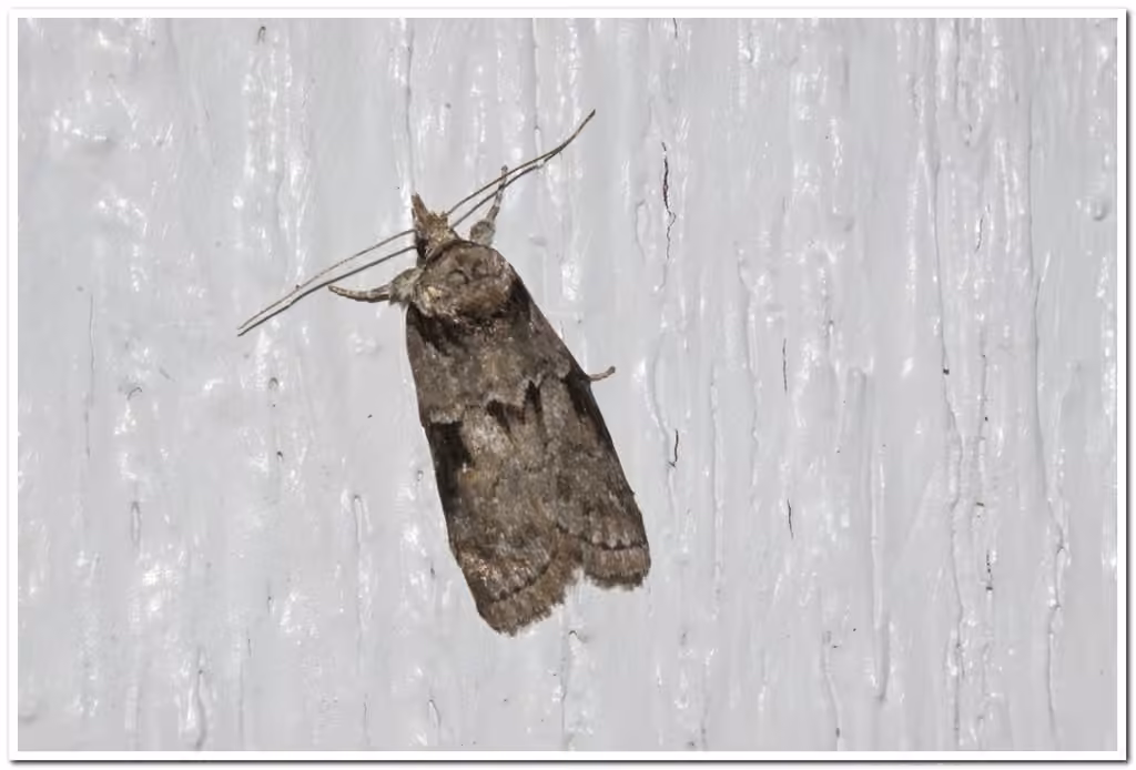 Grey Midget Moth, Adulte