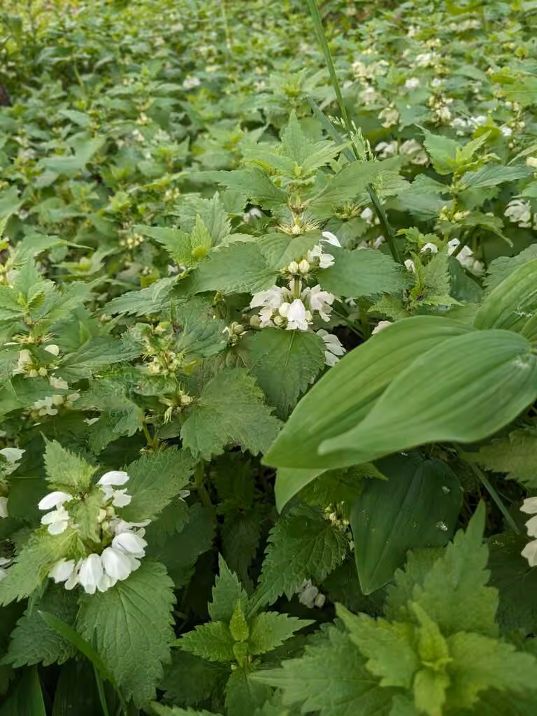 White deadnettle, In flower