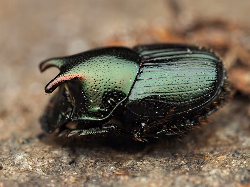 Green-bronze Dung Beetle, Male