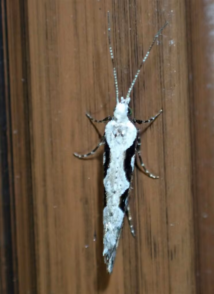 Rhigognostis interrupta, Adulte