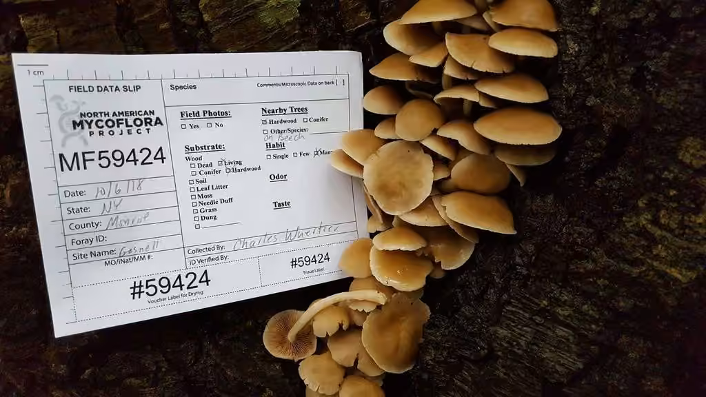Homophron cernuum, photo 1 sur 5